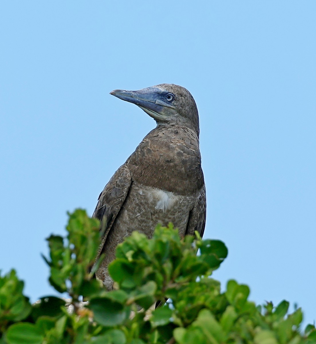 Brown Booby - ML617610568