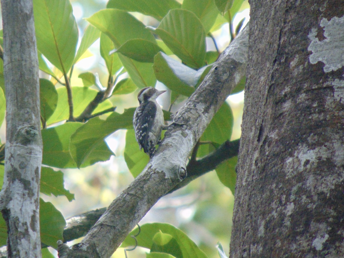 Brown-capped Pygmy Woodpecker - ML617610583