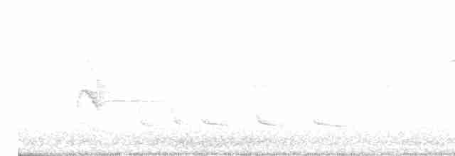 White-winged Becard - ML617610588