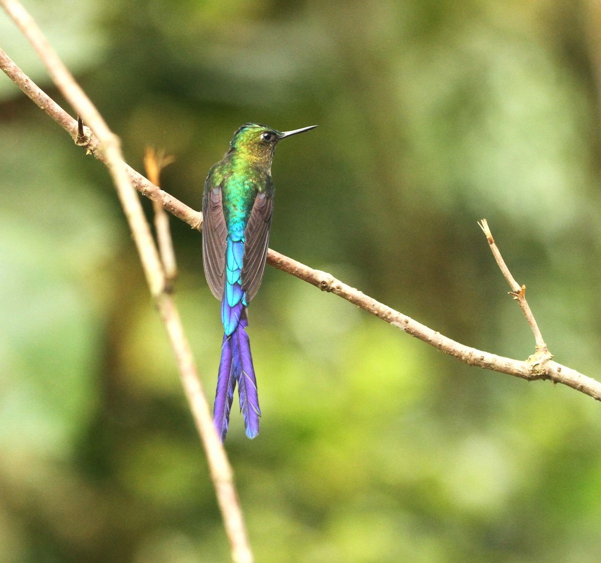 Violet-tailed Sylph - ML617610596