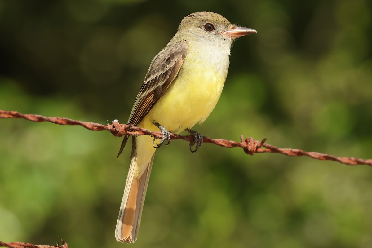 Great Crested Flycatcher - ML617610641
