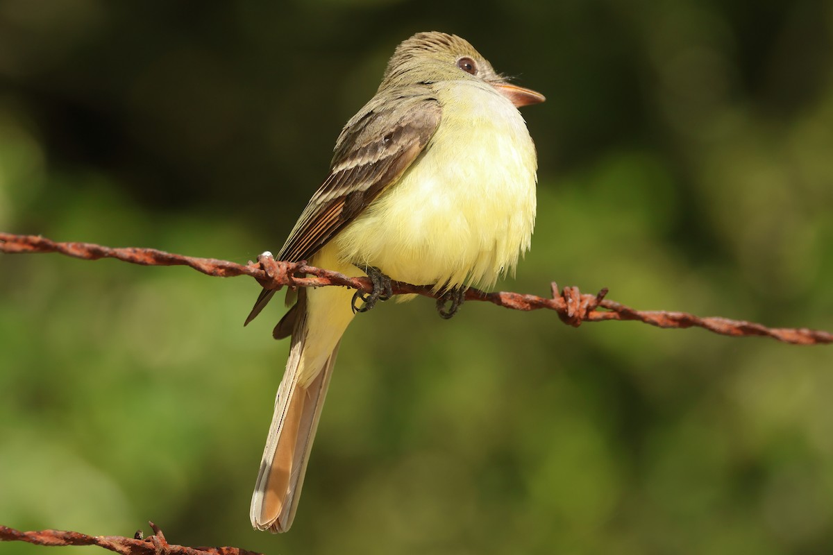 Great Crested Flycatcher - Jim Anderton