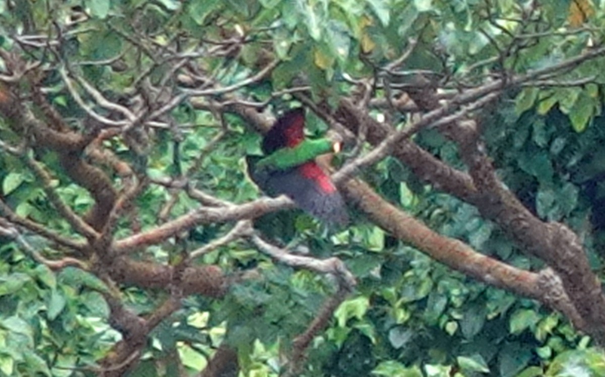 Papua Eklektus Papağanı - ML617610663