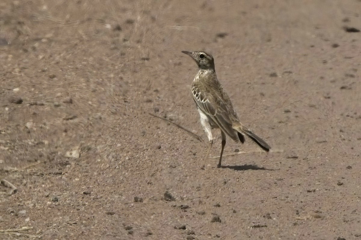 African Pipit - ML617610673