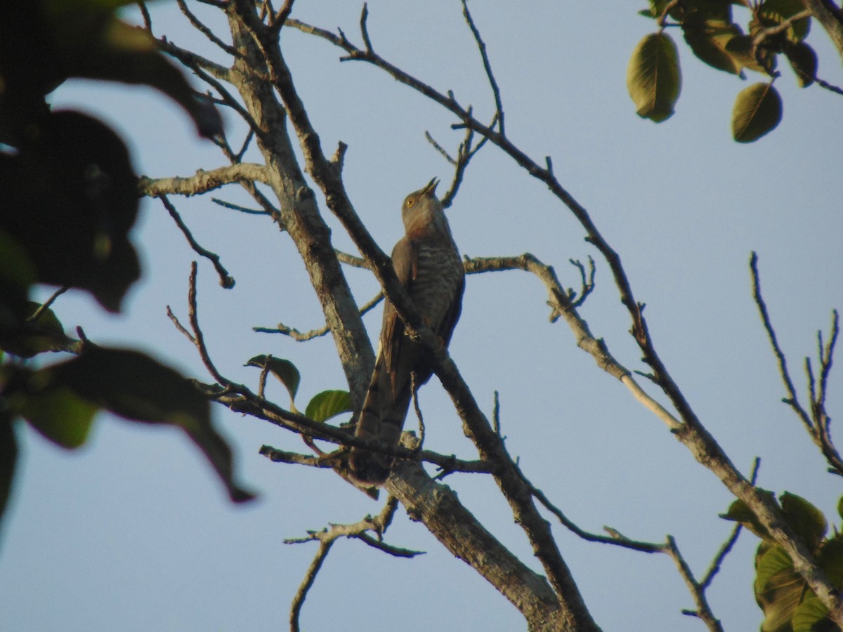Common Hawk-Cuckoo - Sarath Chandran P