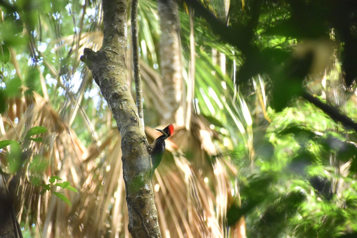 Crimson-crested Woodpecker - ML617610699