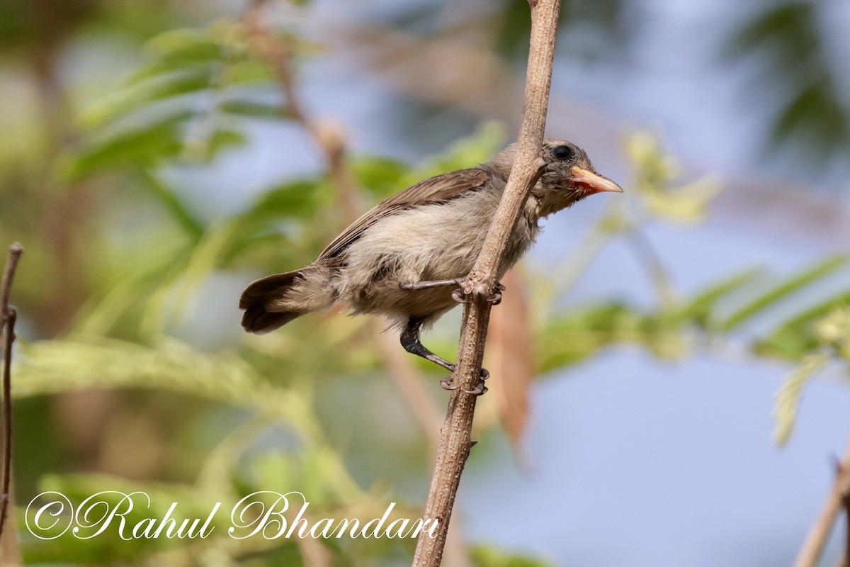 Pale-billed Flowerpecker - Rahul Bhandari