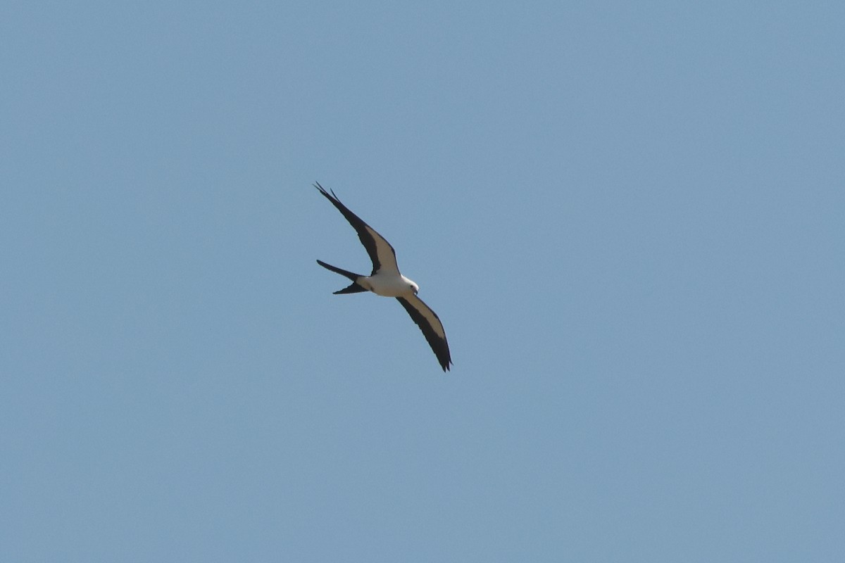 Swallow-tailed Kite - ML617610743