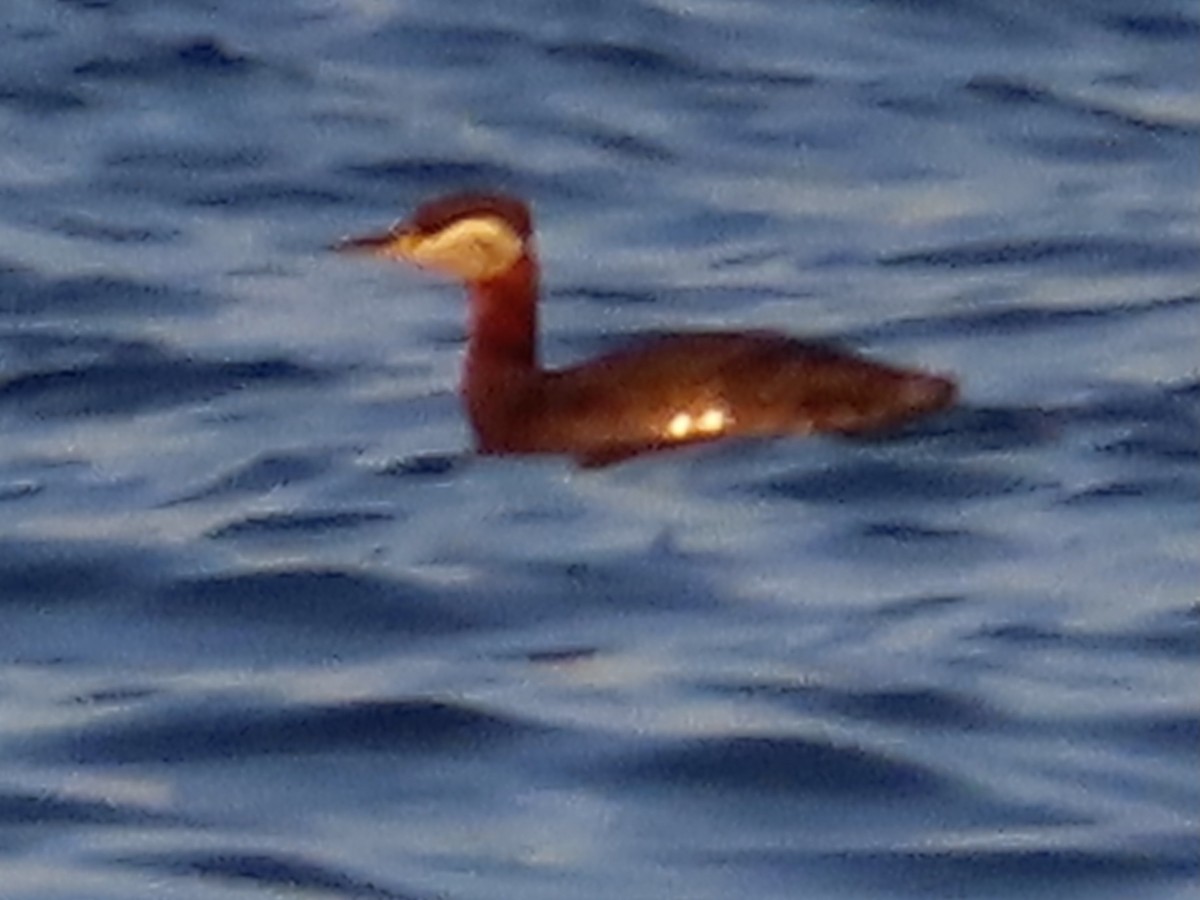 Red-necked Grebe - ML617610807