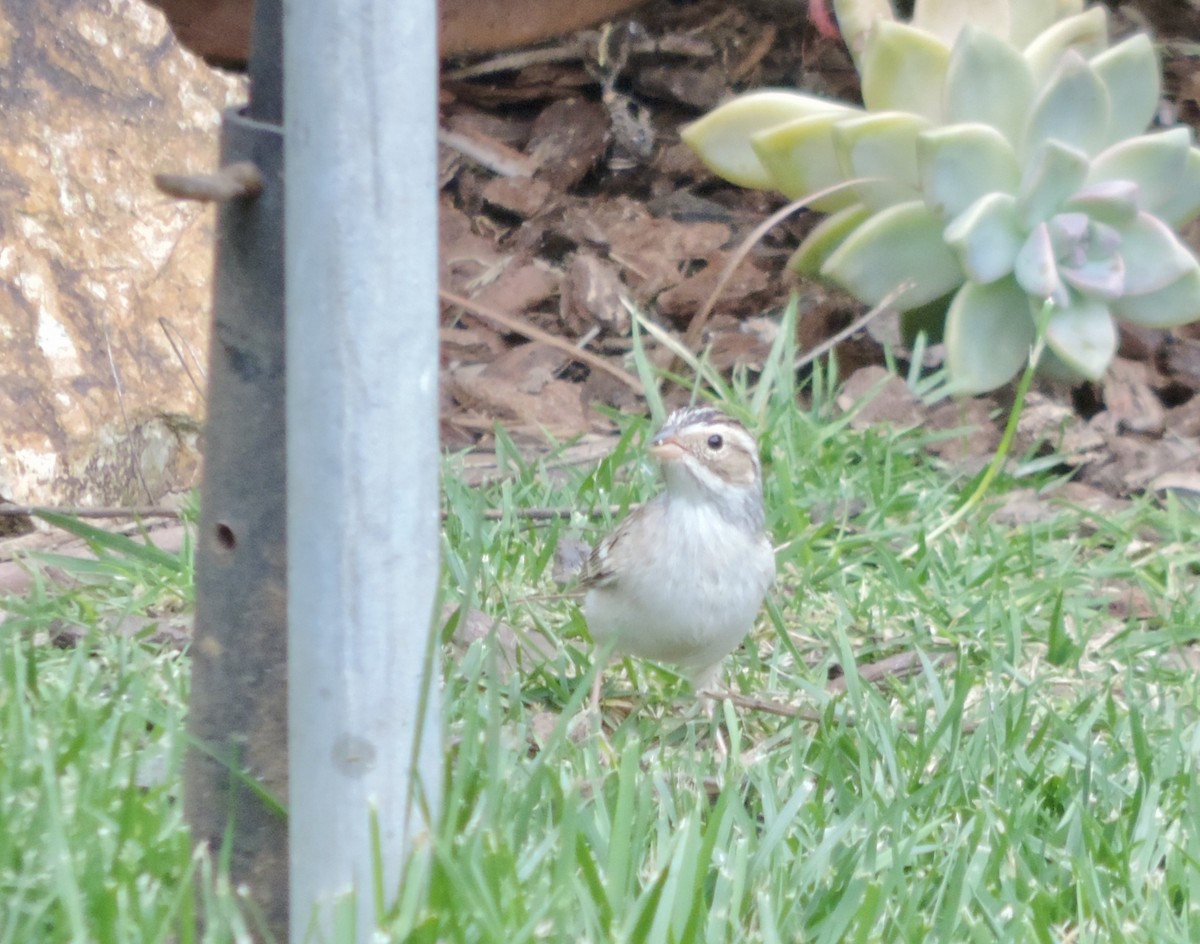 Clay-colored Sparrow - Blanche Ramswick