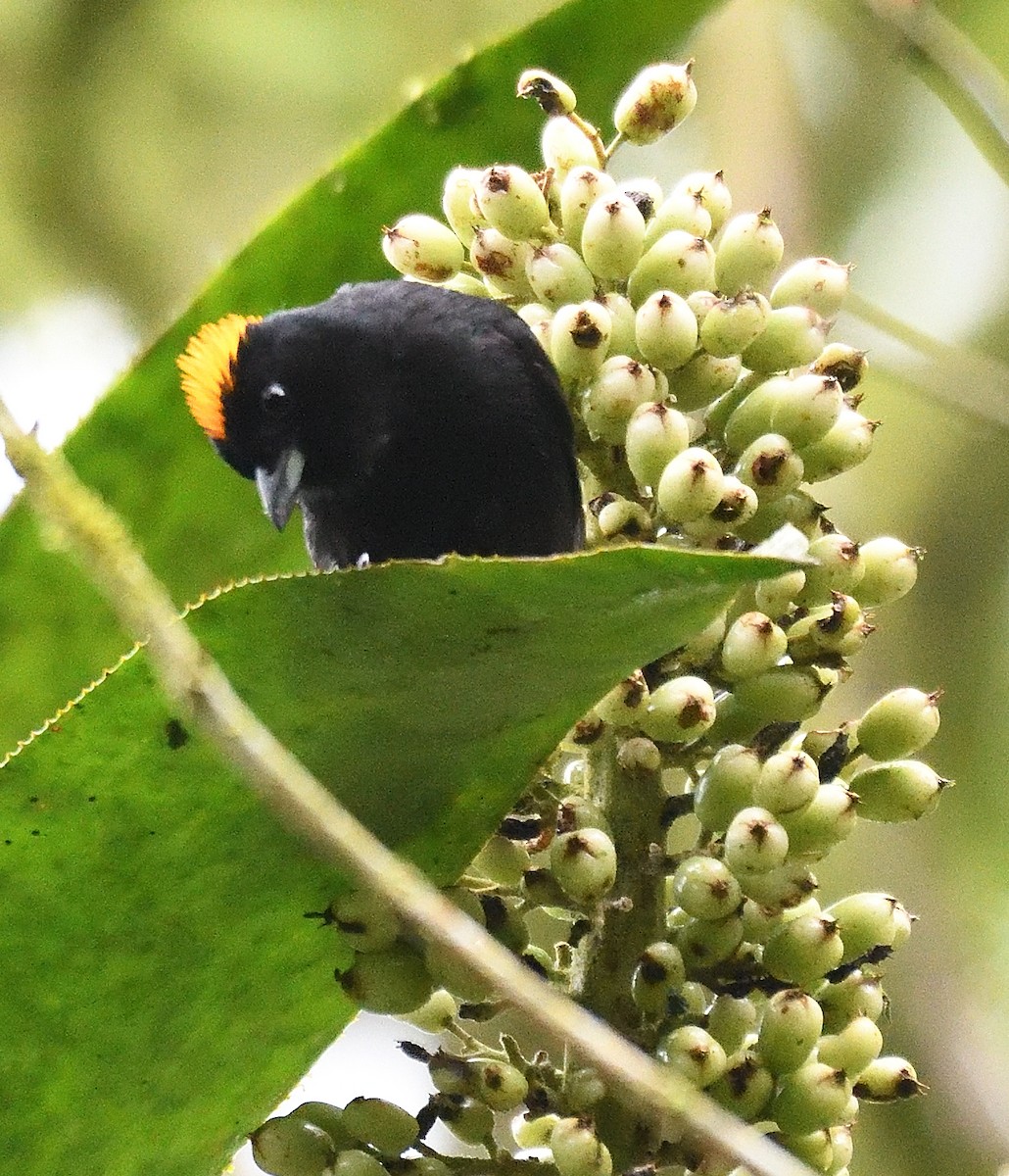 Tawny-crested Tanager - ML617610866