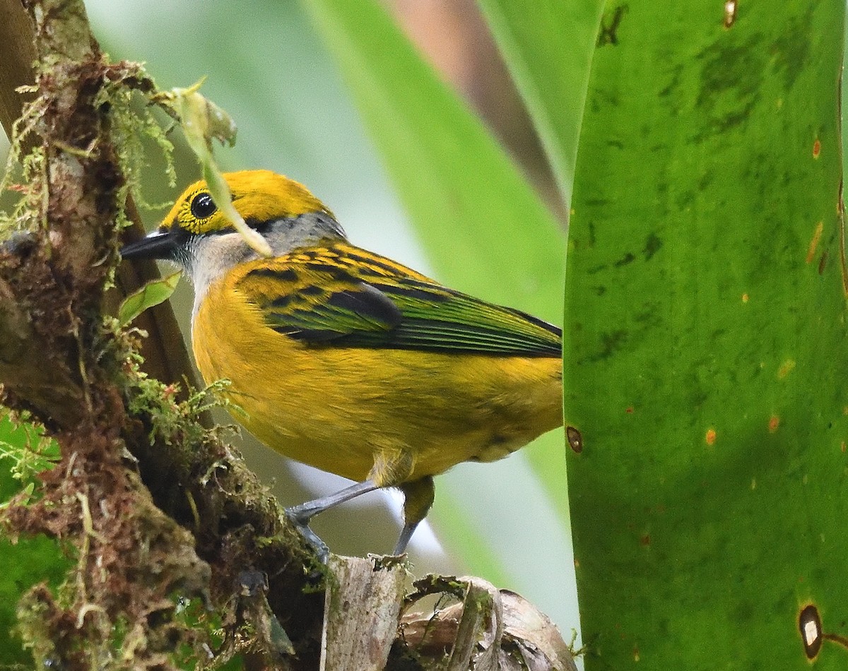 Silver-throated Tanager - ML617610877