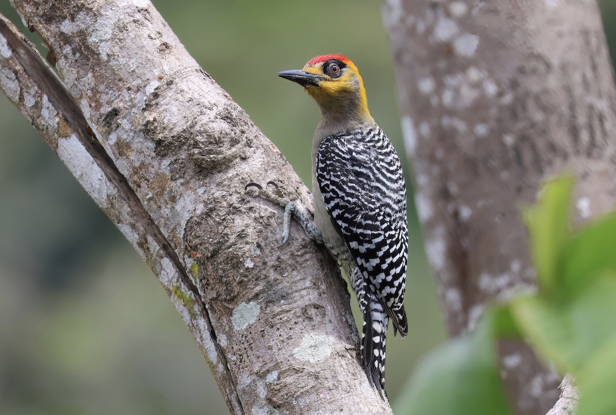 Golden-cheeked Woodpecker - ML617610925