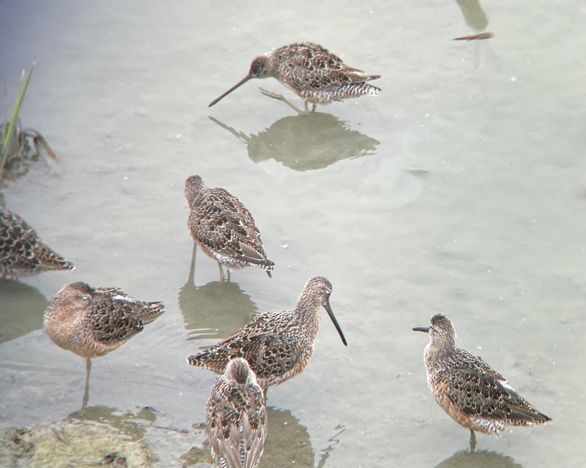 Long-billed Dowitcher - ML617610928