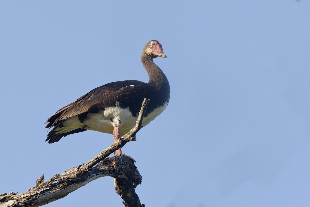 Spur-winged Goose - ML617610941