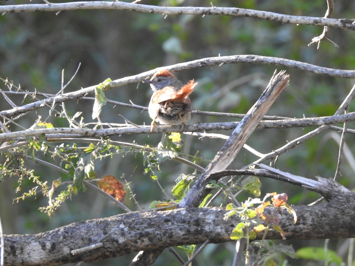 Sooty-fronted Spinetail - ML617611044