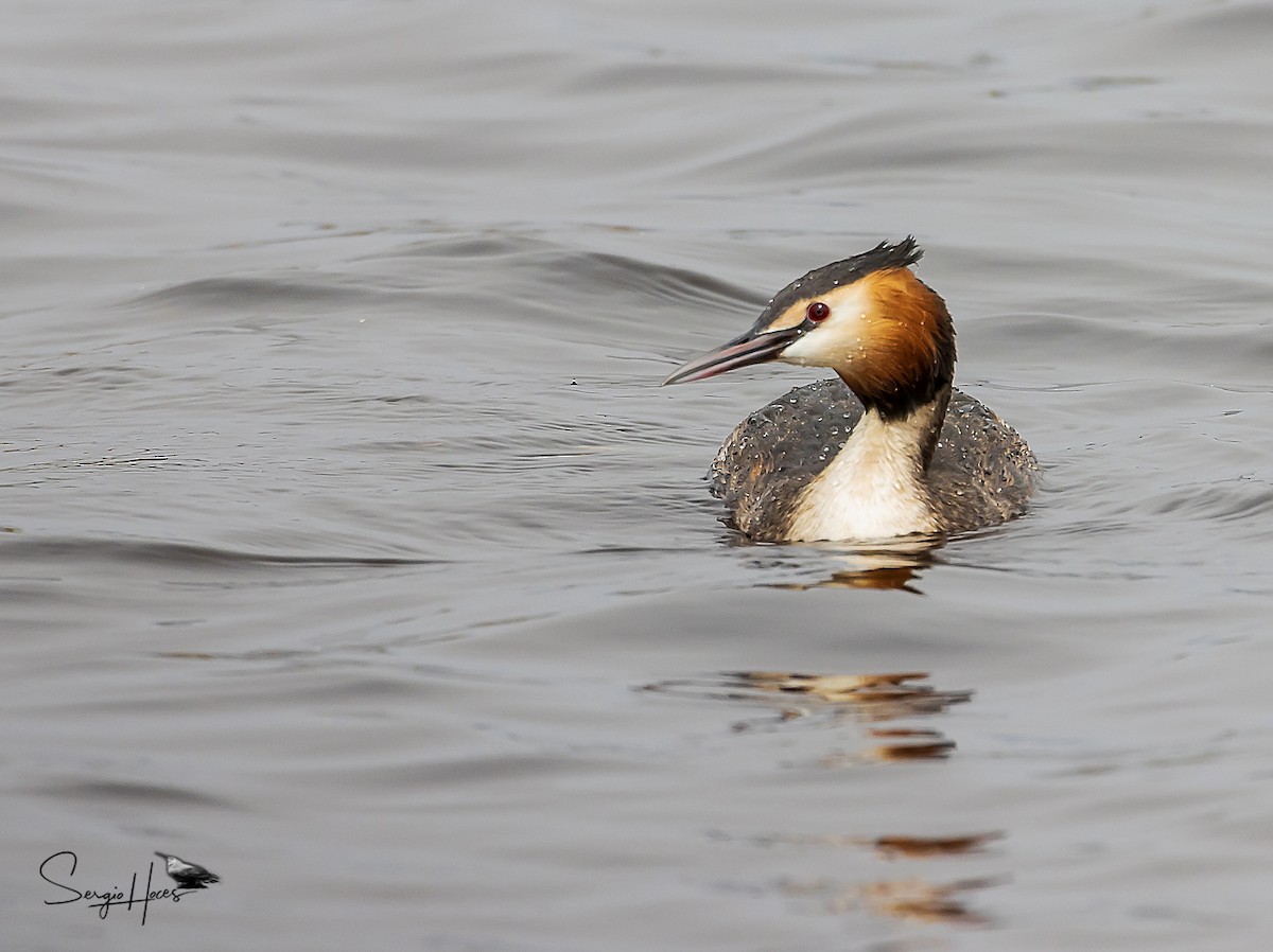 Great Crested Grebe - ML617611133