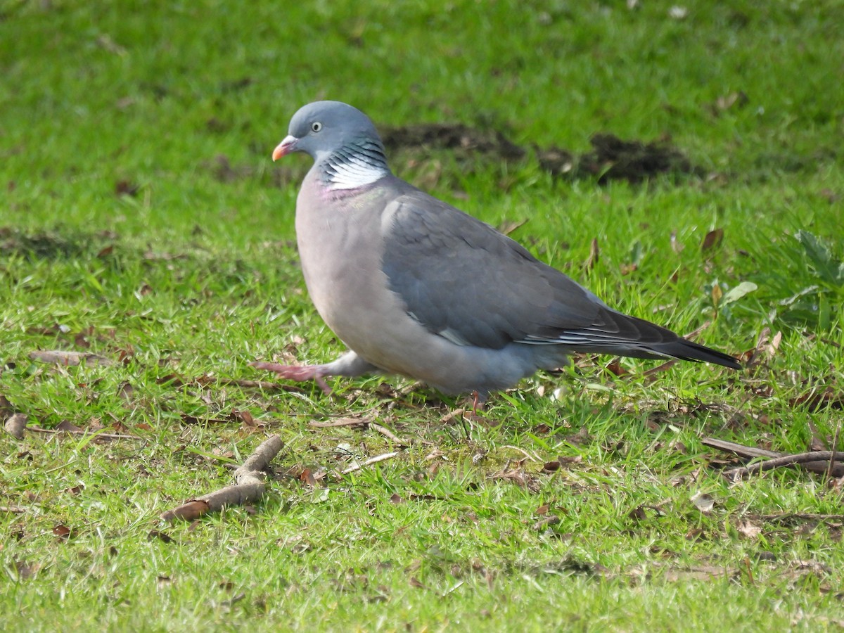 Common Wood-Pigeon - Mike Coulson