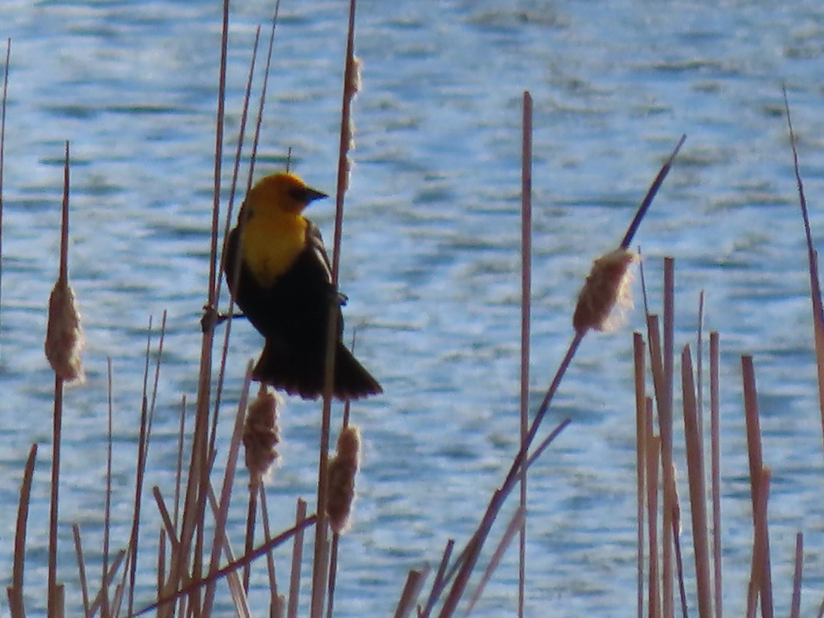Yellow-headed Blackbird - ML617611171
