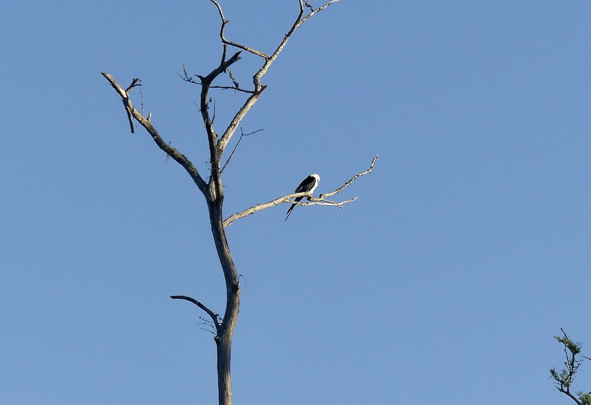 Swallow-tailed Kite - ML617611179
