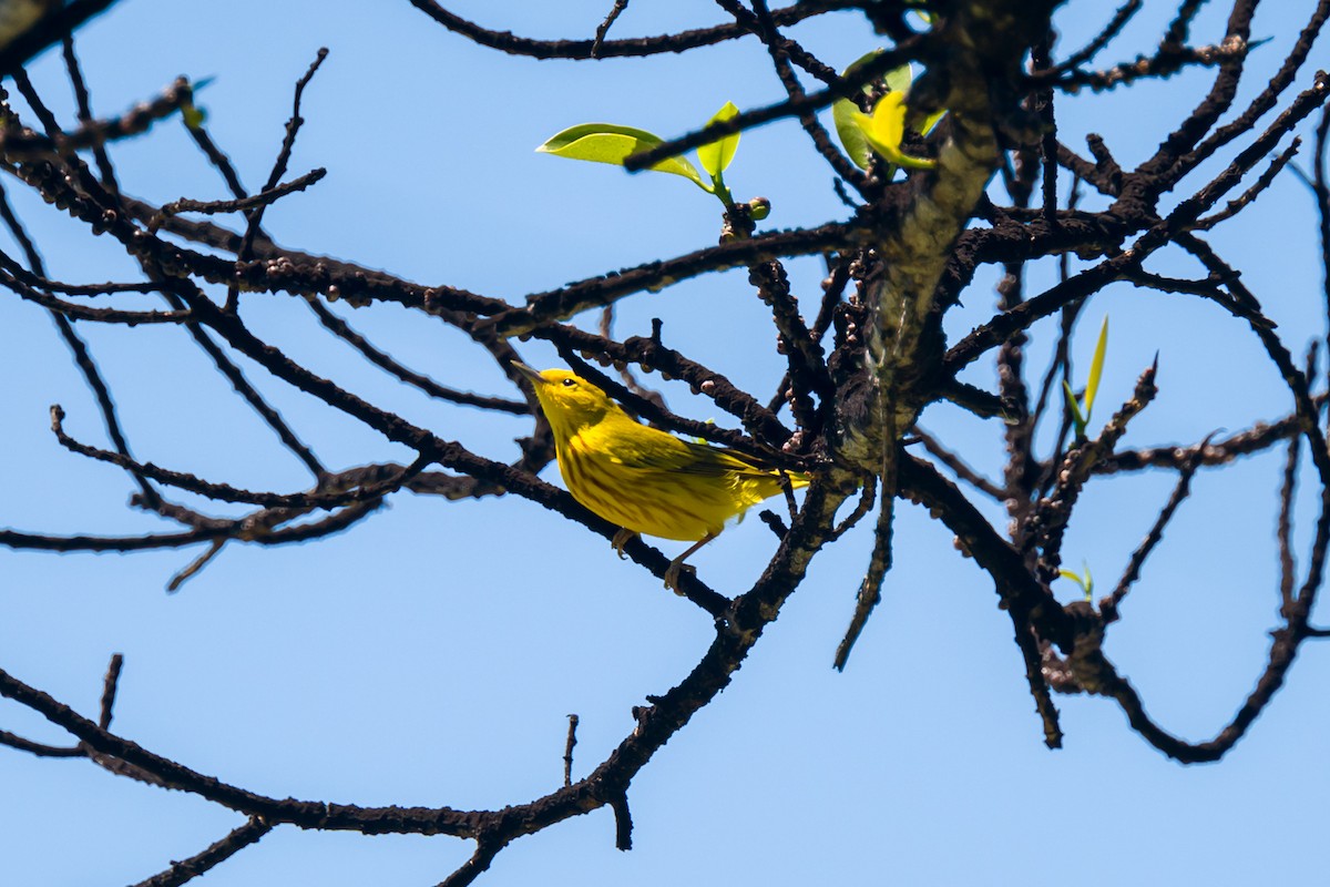 Yellow-rumped Warbler - ML617611181