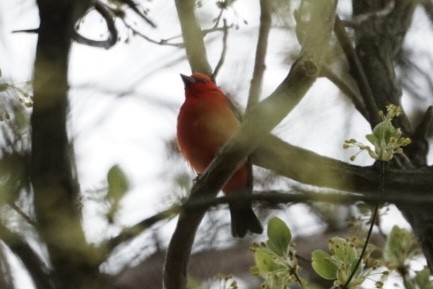 Scarlet Tanager - ML617611183