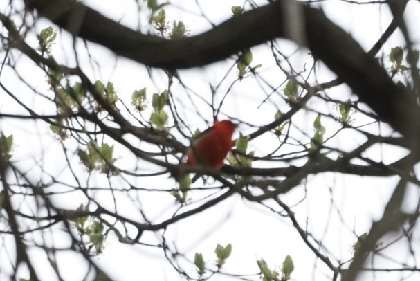 Scarlet Tanager - ML617611184