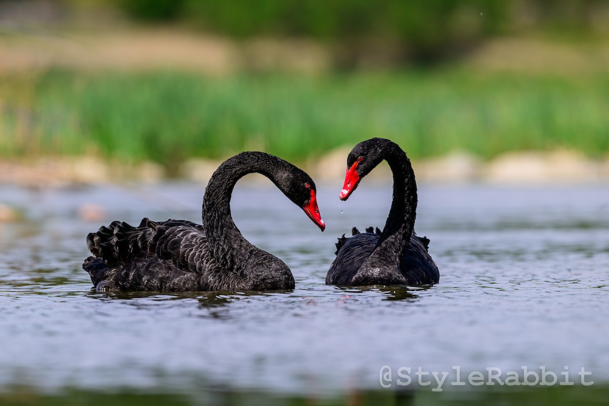 Black Swan - qi bai