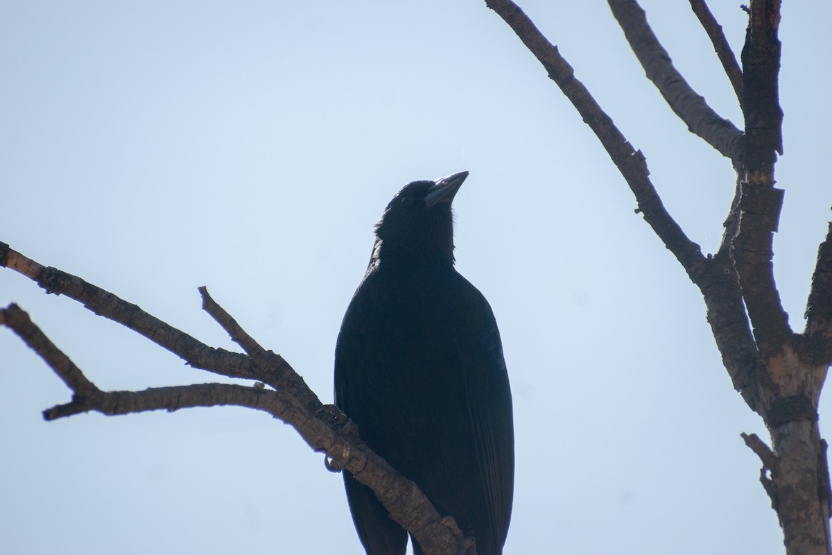 Austral Blackbird - Pablo Fishwick Mella