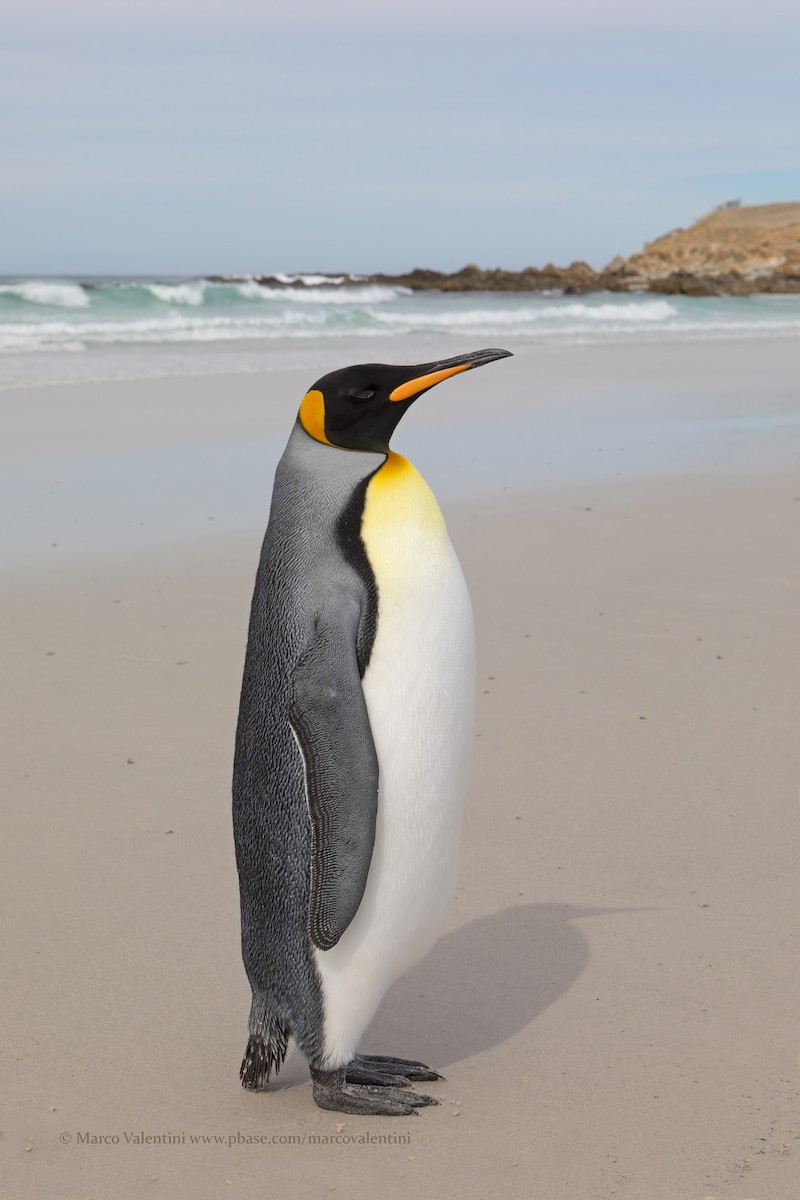 Королевский пингвин - ML617611282