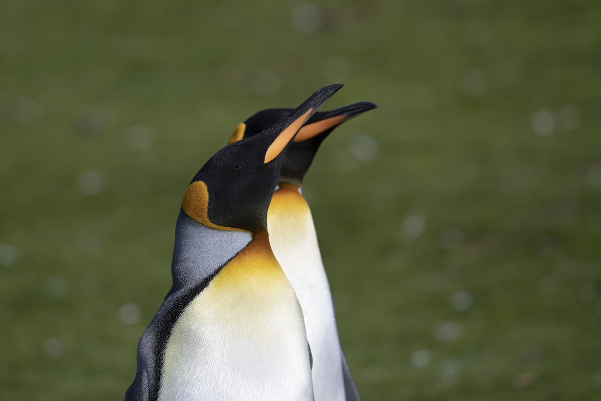 Королевский пингвин - ML617611284