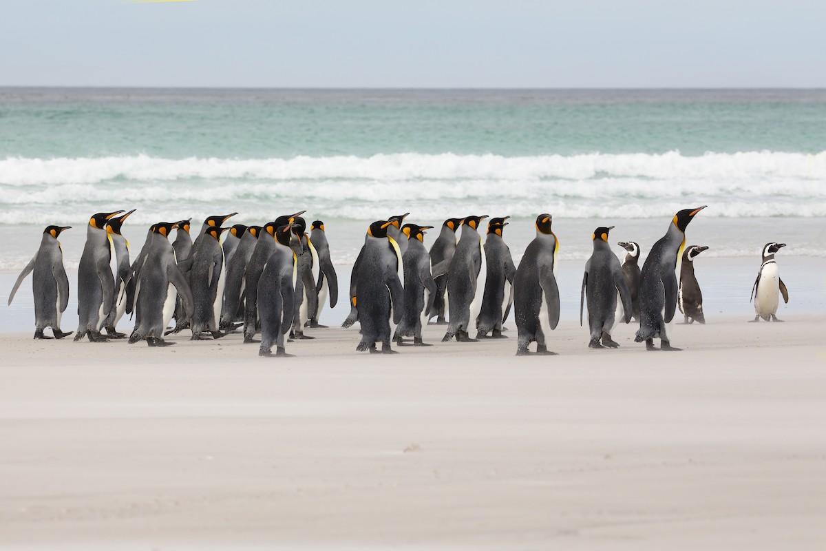 tučňák patagonský - ML617611285