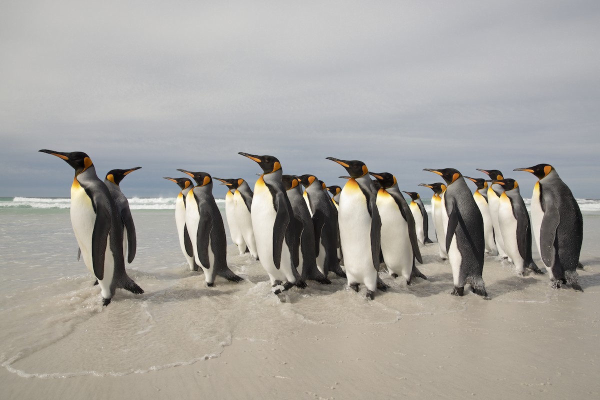 tučňák patagonský - ML617611286