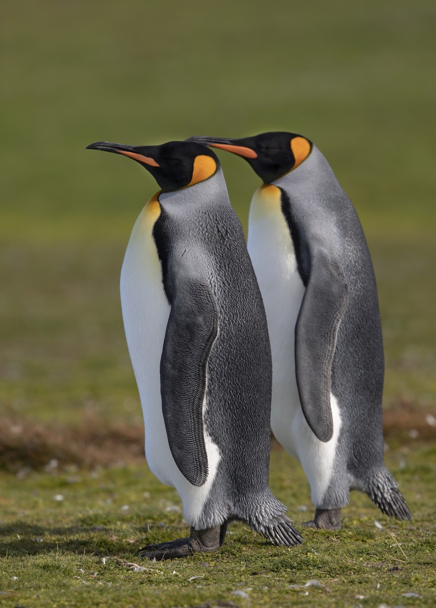 Королевский пингвин - ML617611287