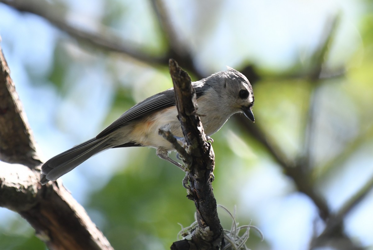 Tufted Titmouse - Wendy N