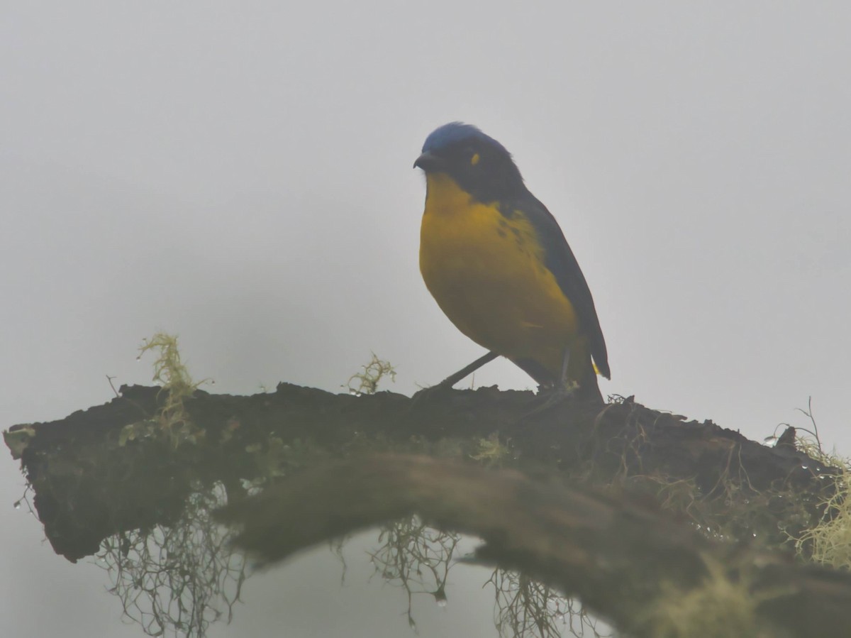 Black-cheeked Mountain Tanager - ML617611316