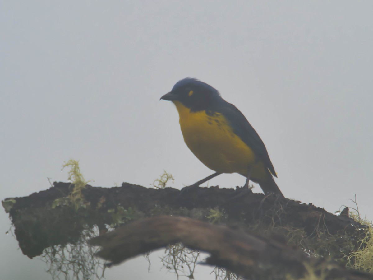 Black-cheeked Mountain Tanager - ML617611317