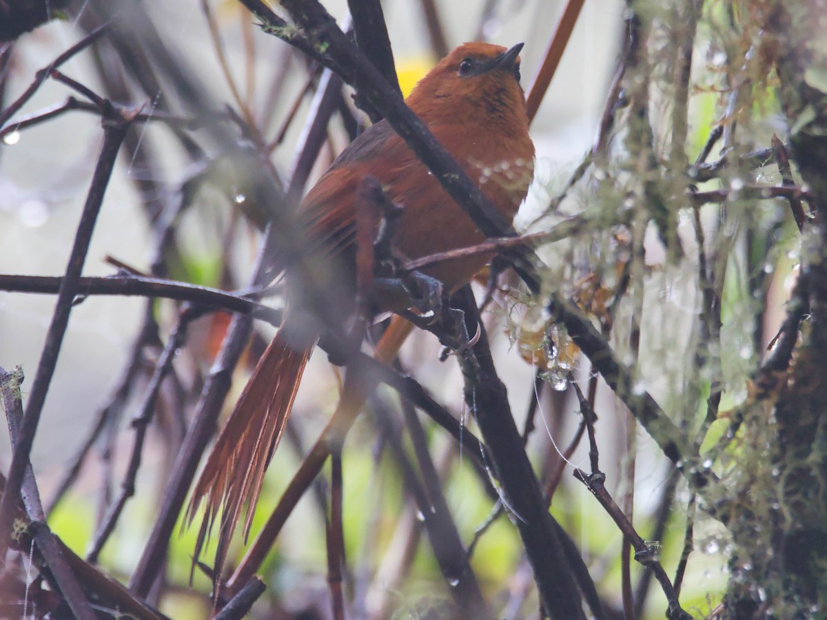 Rusty-headed Spinetail - ML617611327