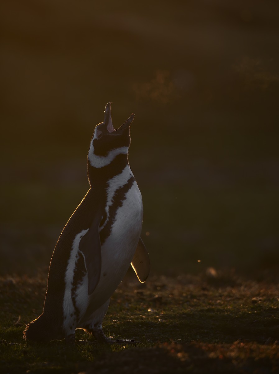Magellanic Penguin - Marco Valentini