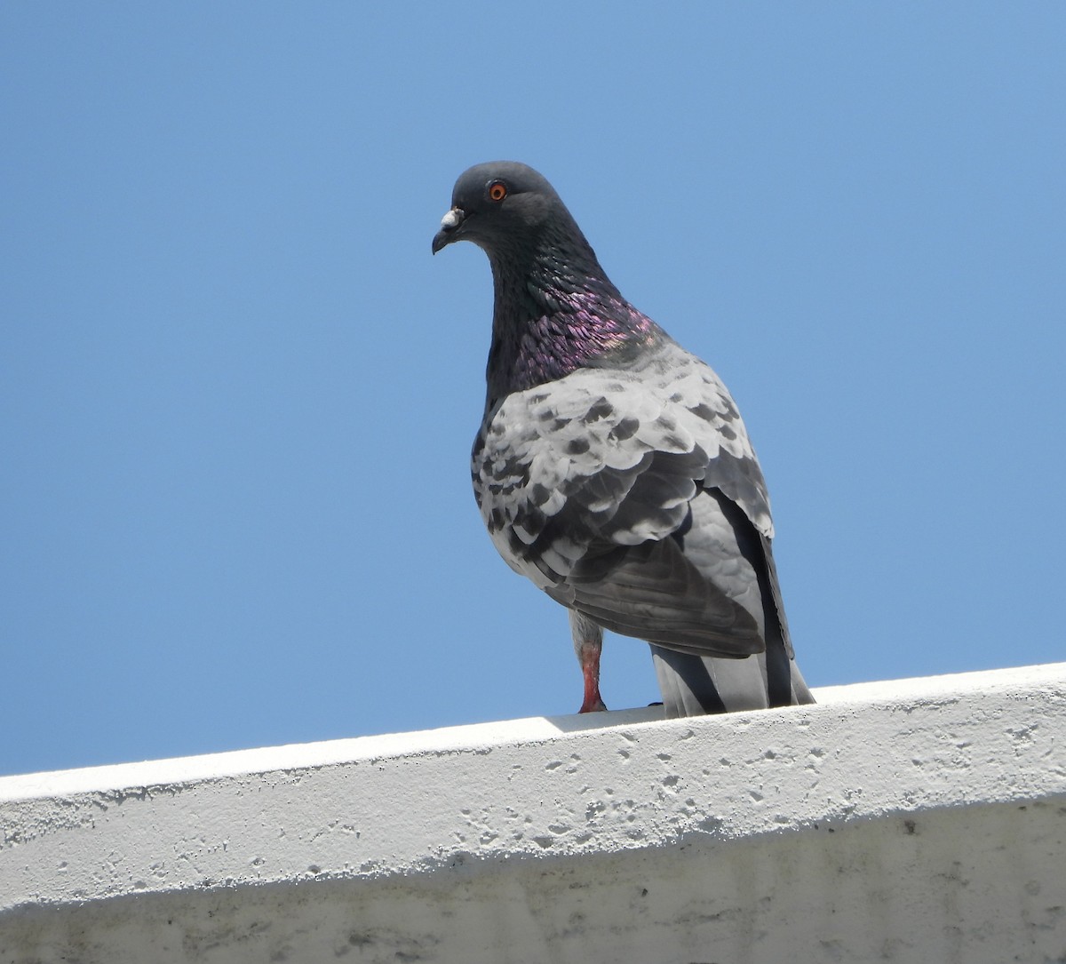 Rock Pigeon (Feral Pigeon) - ML617611404
