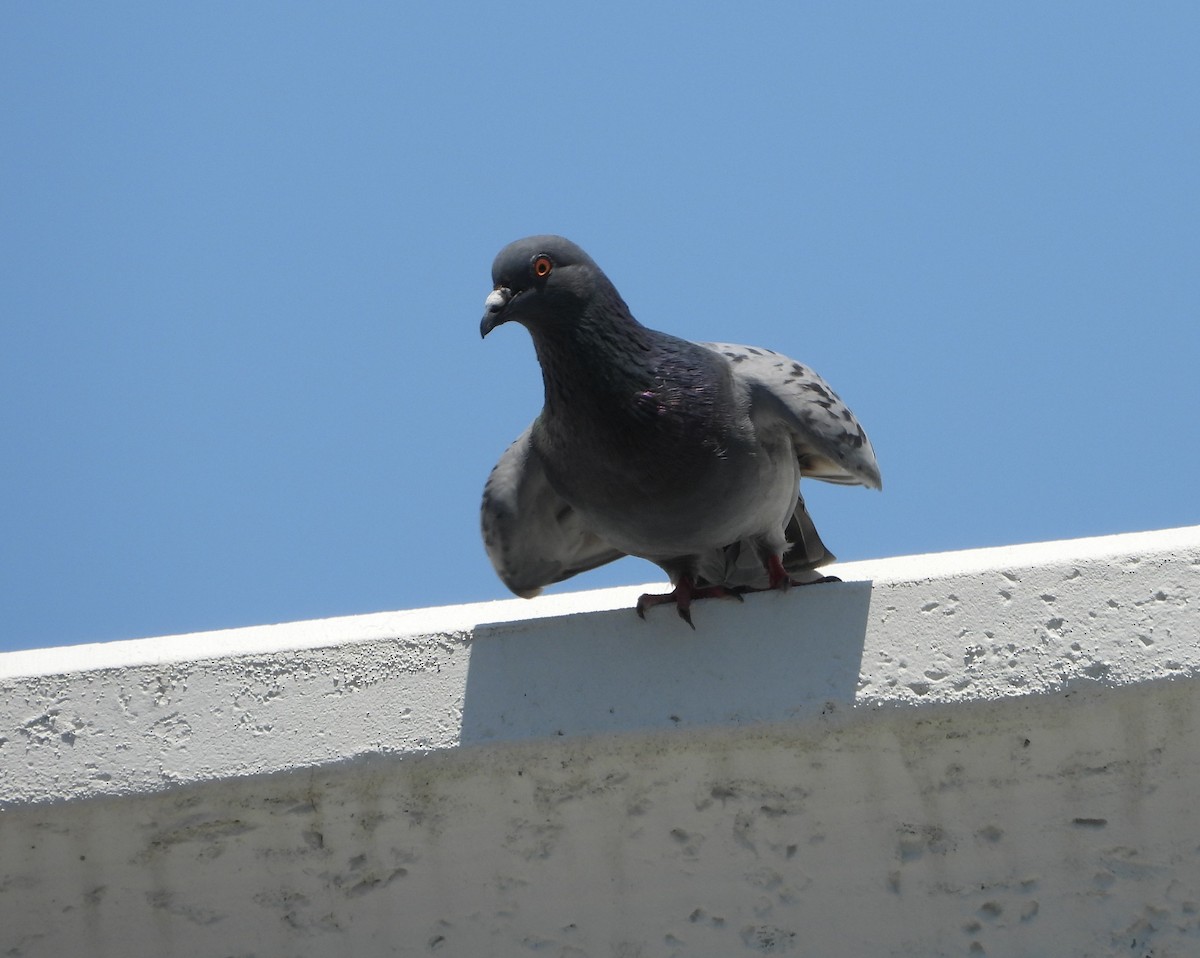 Rock Pigeon (Feral Pigeon) - ML617611405