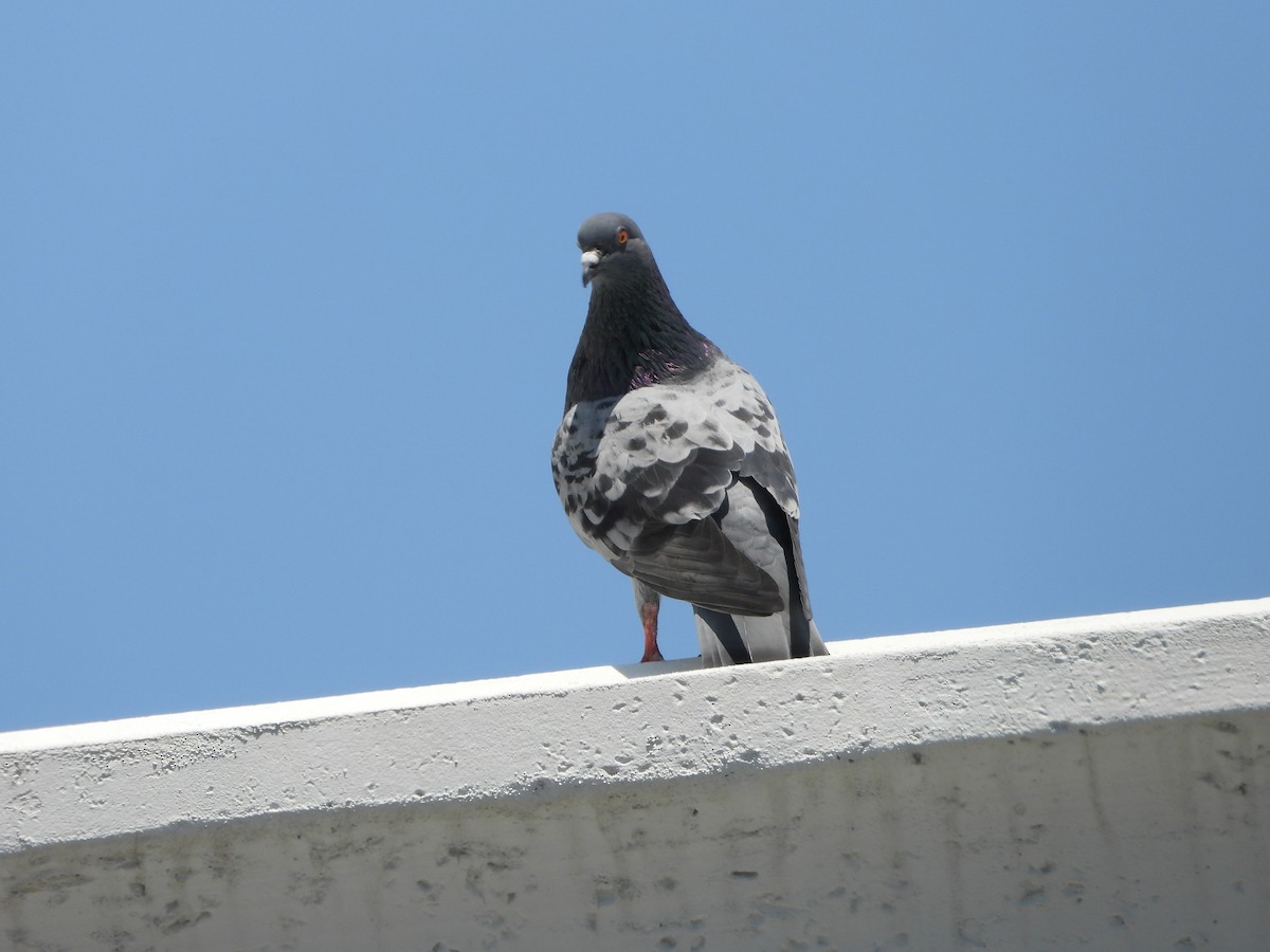Rock Pigeon (Feral Pigeon) - ML617611407