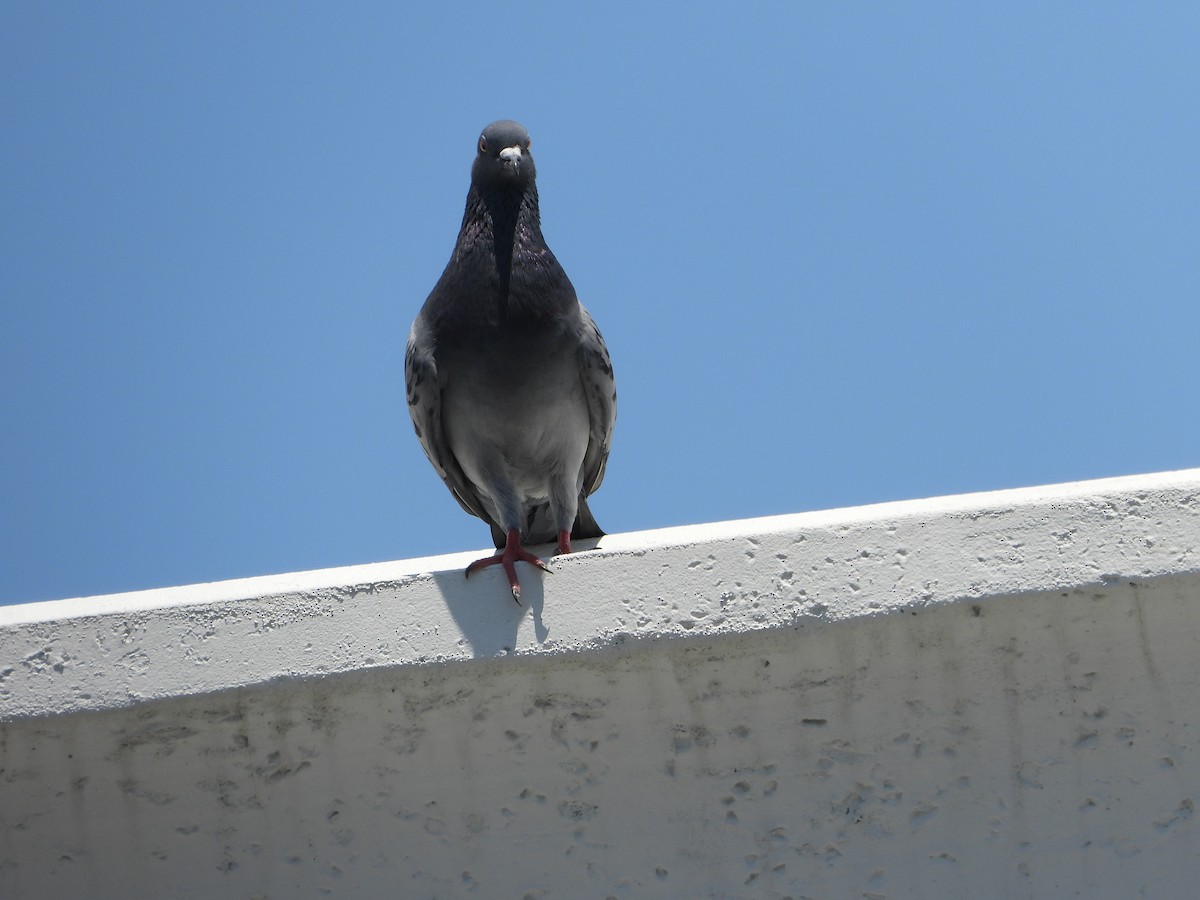 Rock Pigeon (Feral Pigeon) - ML617611408