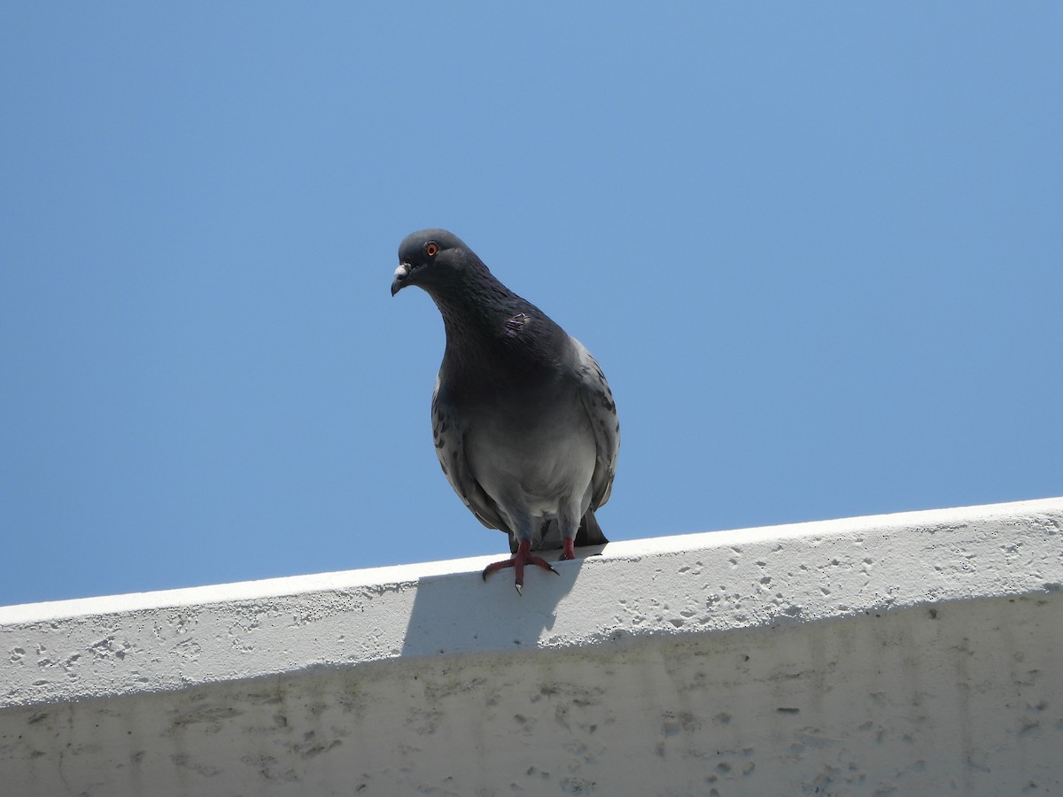 Rock Pigeon (Feral Pigeon) - ML617611409