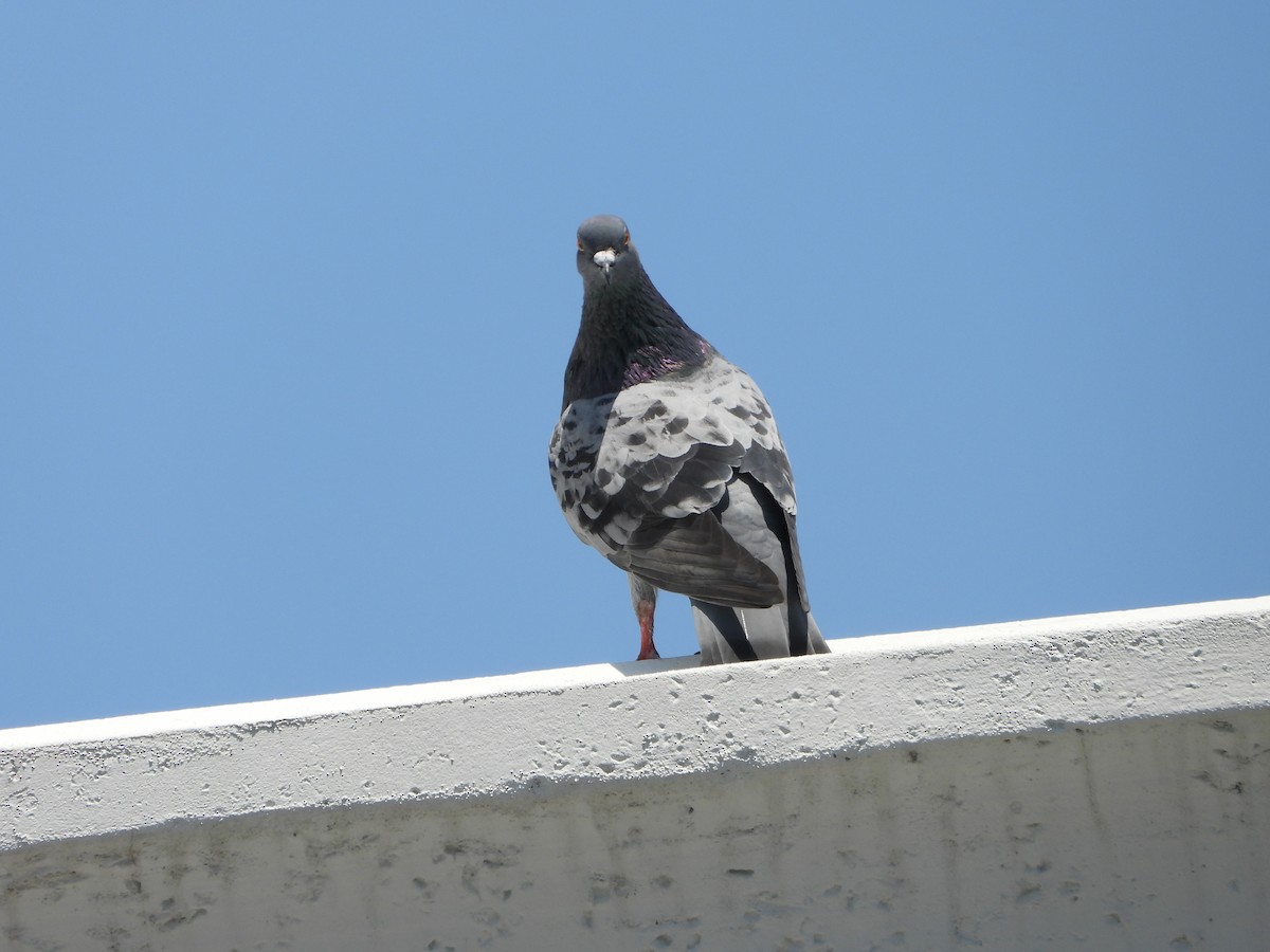 Rock Pigeon (Feral Pigeon) - ML617611410