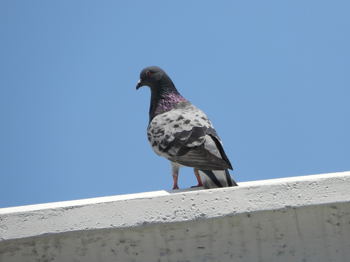 Rock Pigeon (Feral Pigeon) - ML617611411