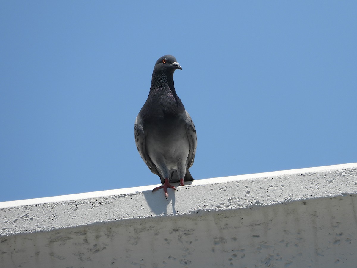 Rock Pigeon (Feral Pigeon) - ML617611412