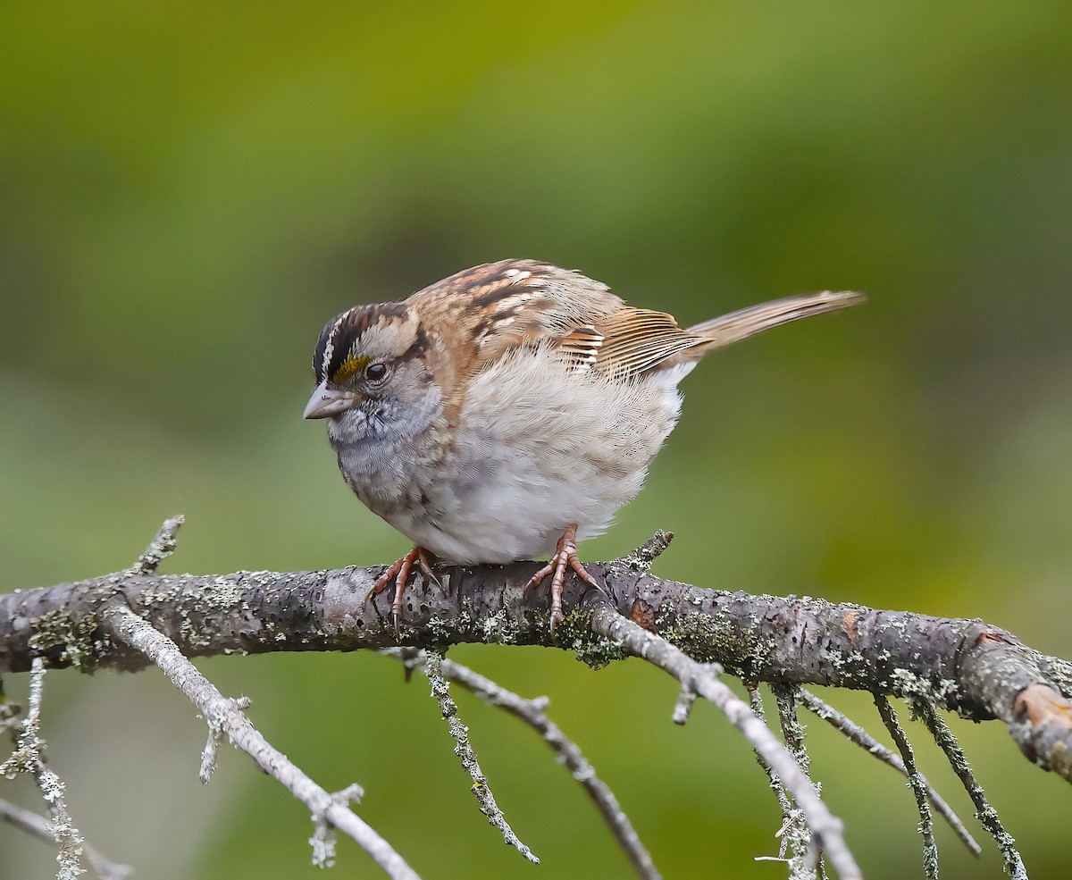 White-throated Sparrow - Scott Sneed