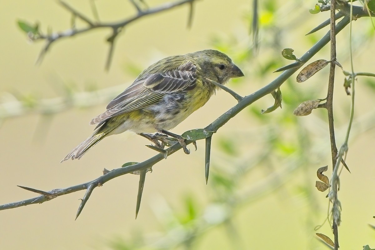White-bellied Canary - ML617611421