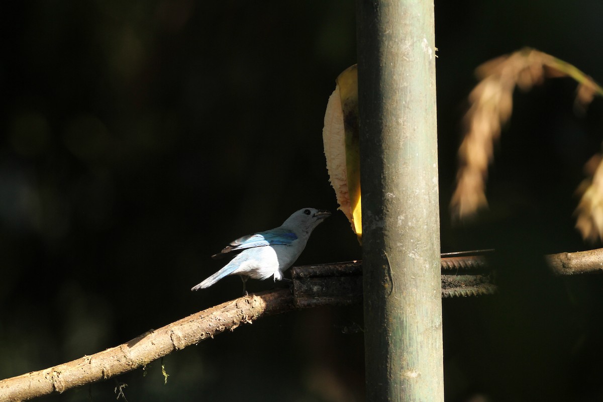 Blue-gray Tanager - ML617611422